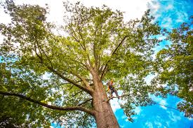 Best Tree Removal  in Plains, KS