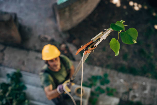 Best Hazardous Tree Removal  in Plains, KS