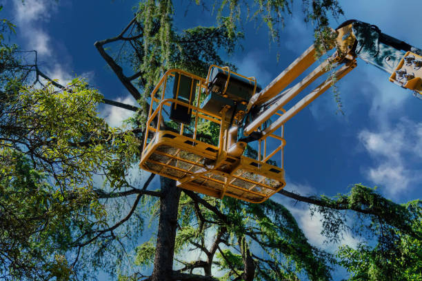 Best Tree Maintenance Programs  in Plains, KS